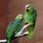 The Old Parrot Band, Lincolnshire